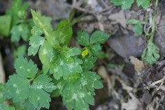 Ranunculus wallichianus